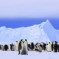 Antarctica Cruises, an intrepid idea for an unforgettable experience