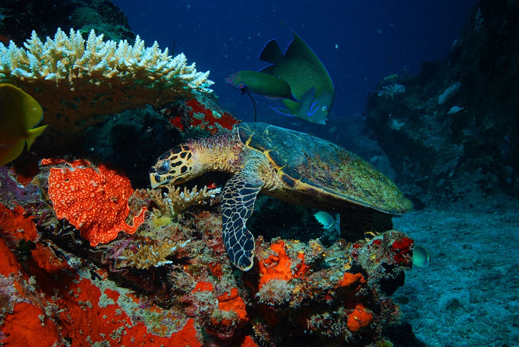 Seychelles - sea turtle