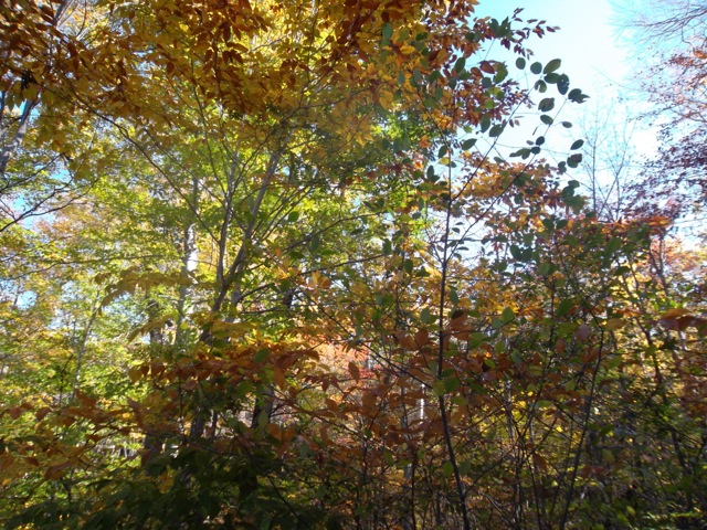 Fall Colors, Adirondack Park - New York, USA