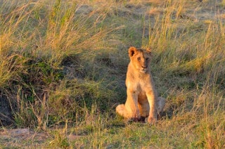 Lion cub - Masai Mara, Kenya