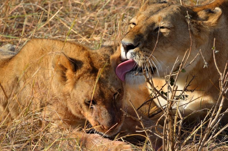 Lions - Masai Mara, Kenya