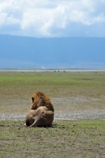 Lion - Ngorongoro, Tanzania