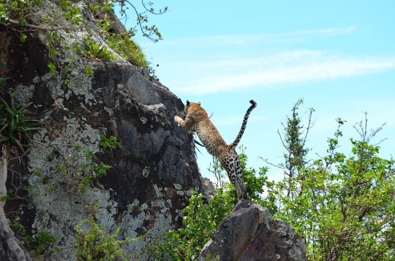 Leopard, Serengeti - Tanzania