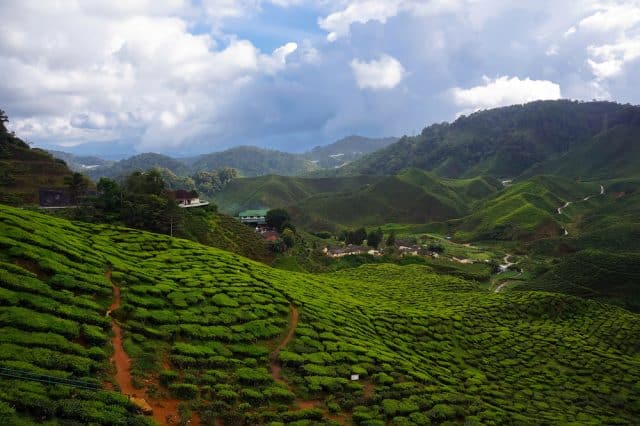 Lush green tea plantations in Cameron Highlands, Malaysia - Hiking guide.