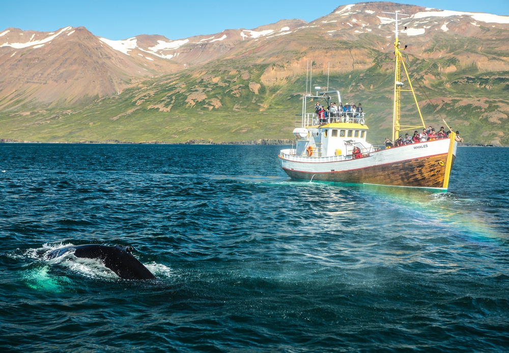Whale Watching Iceland