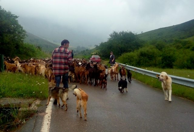 This is the kind of traffic jams one gets in Cantabria