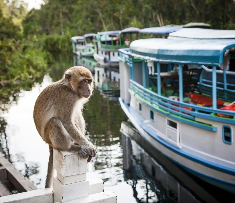 Tanjung Puting National Park
