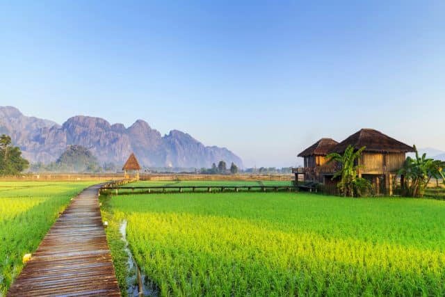 Laos paddy fields