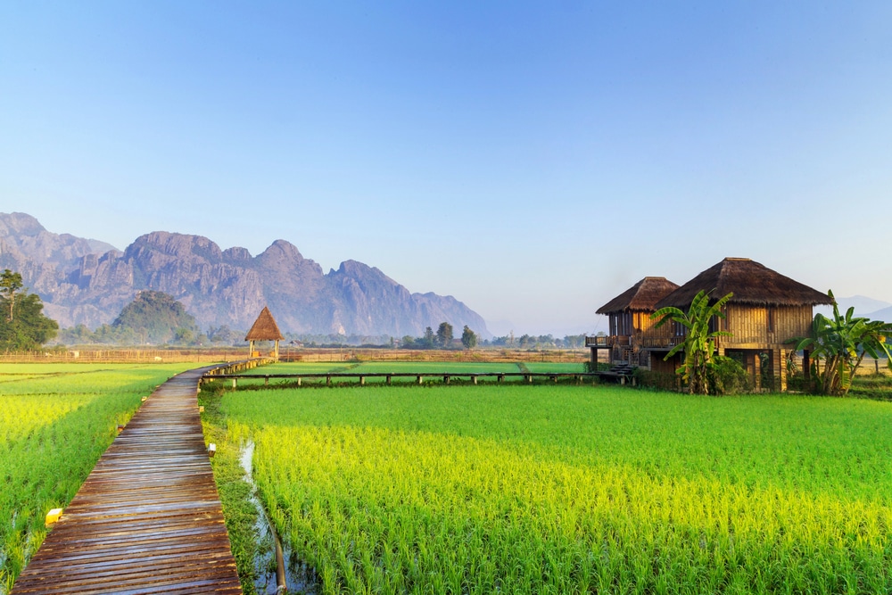 Laos paddy fields