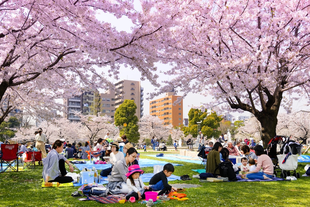 Hanami festival in Japan