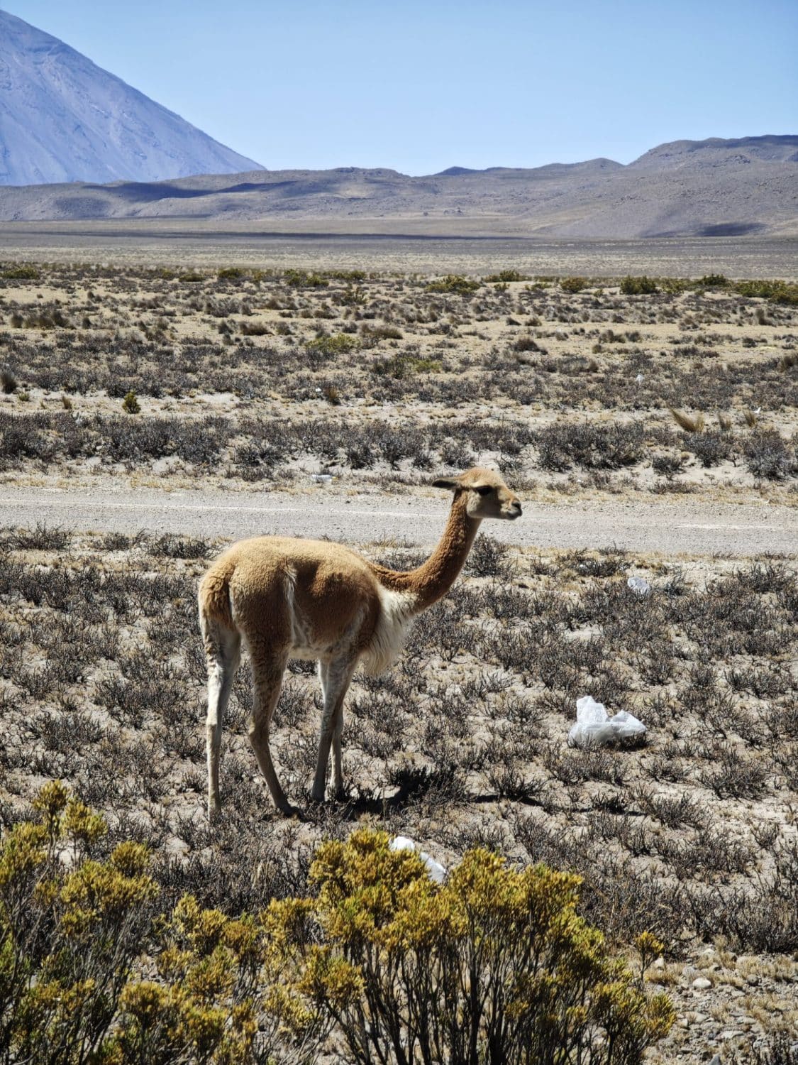 Plateau Pampa Cañahuas Peru