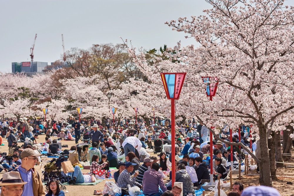 hanami festival Japan