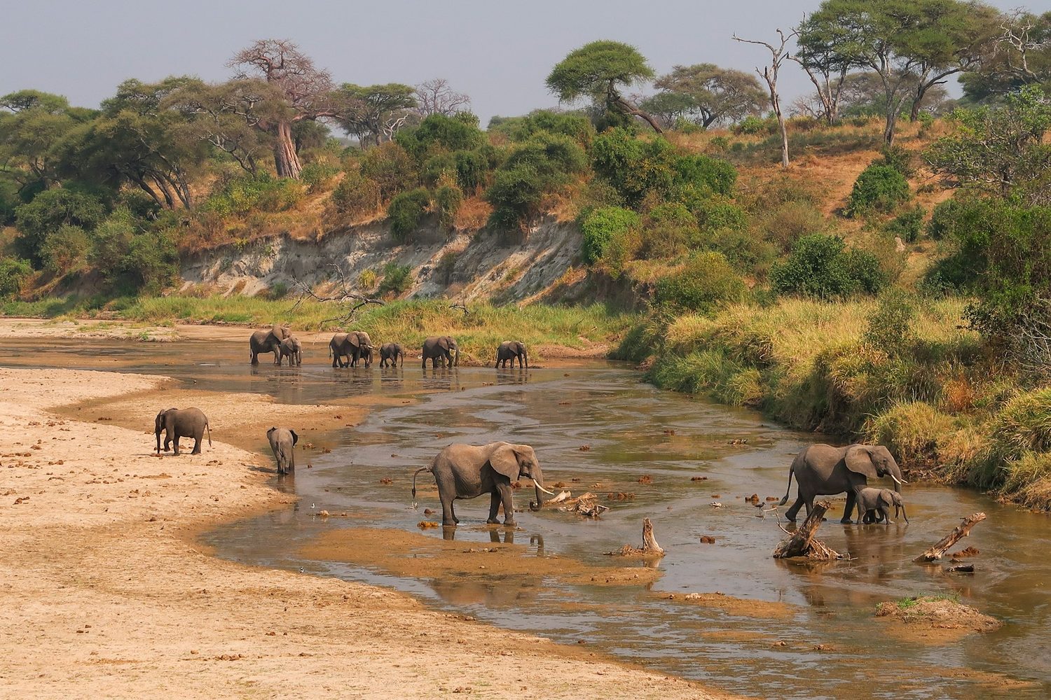 Tarangire national park